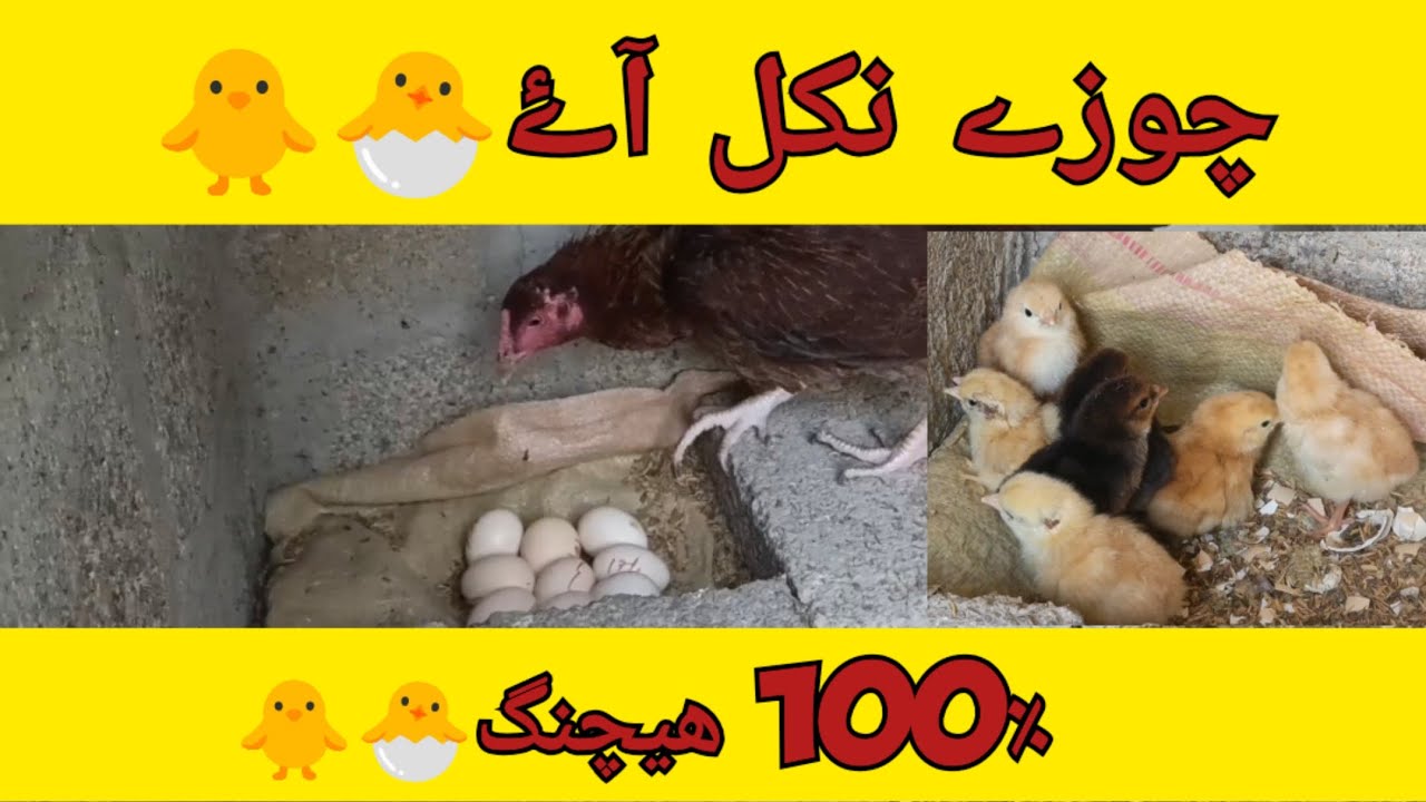 Choozay Nikal Gaye..♥️🐣🐥