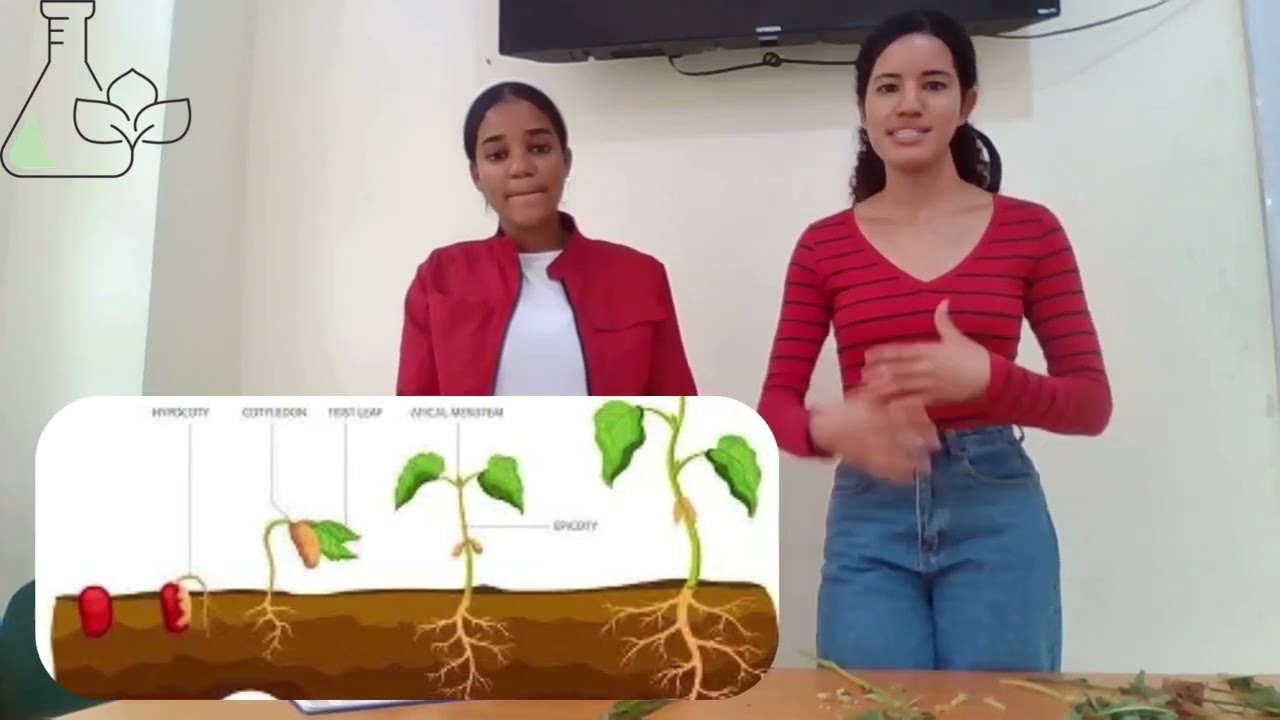 cont. Lab improvisado organografía vegetal