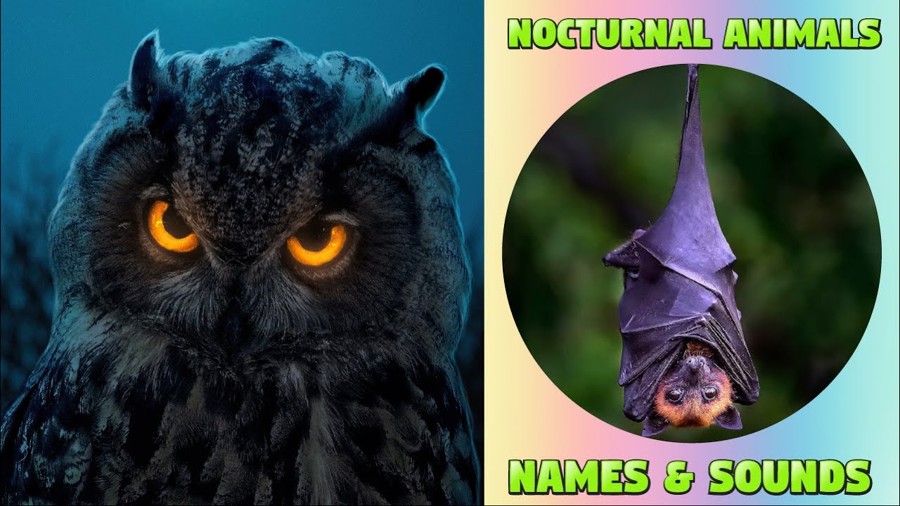 Nocturnal Animals for Kids - Different Types of Night Animals  #nocturnalanimals #kids #kiddizoo