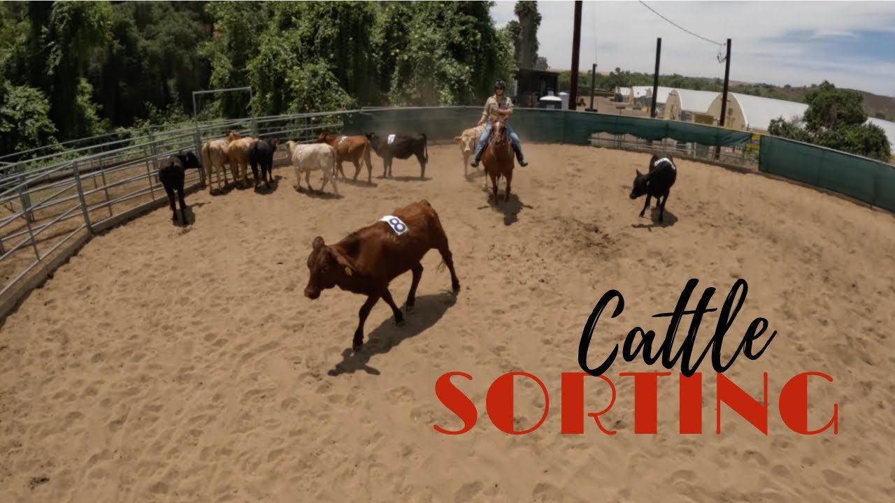 Why Cattle Sorting is More Complicated Than You Think