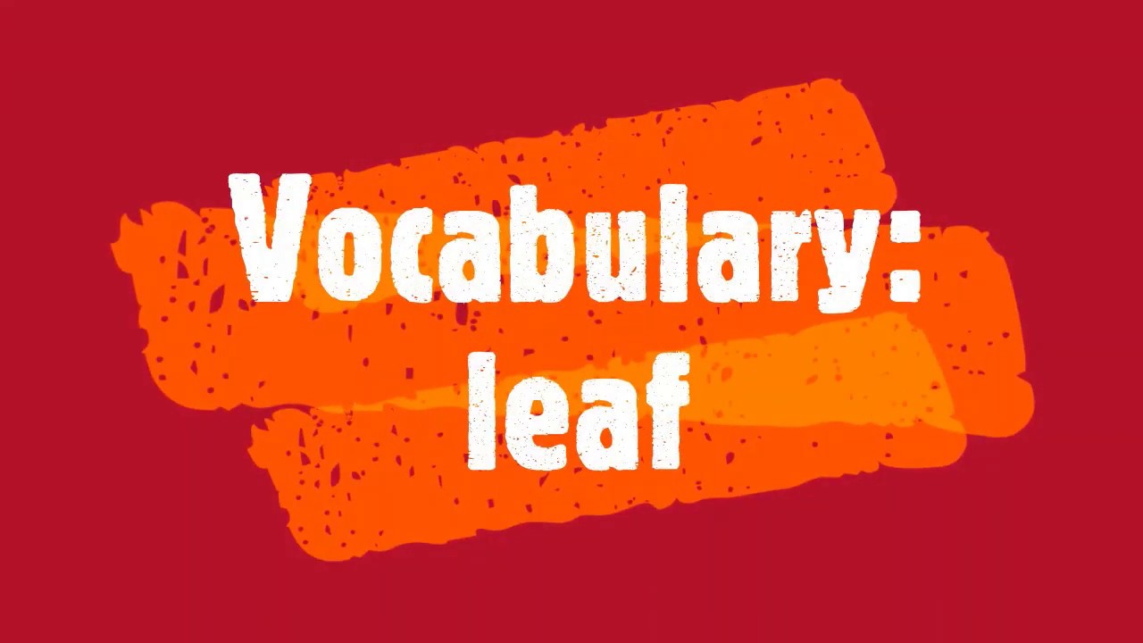 Vocabulary word map: LEAF