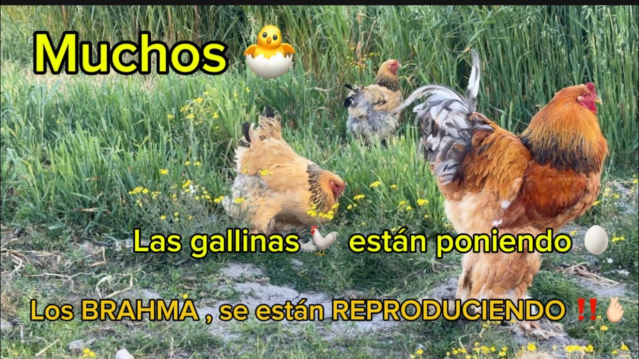 ACTUALIZACIÓN 🚨 | LOS BRAHMA tienen sus CORRALES | las GALLINAS 🐓 están poniendo MUCHOS huevos 🥚 😱