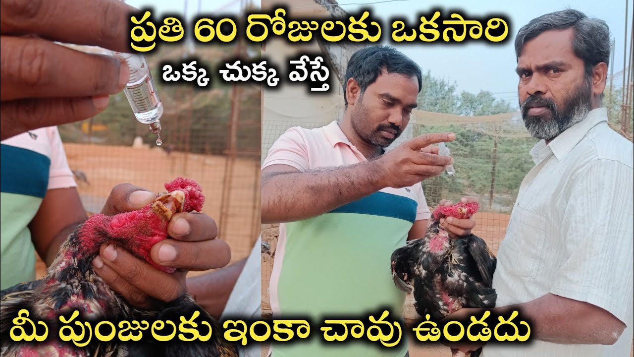 chicken vaccine programs||Jothi kolla farming||nattu kollu farming||chick vaccine schedule