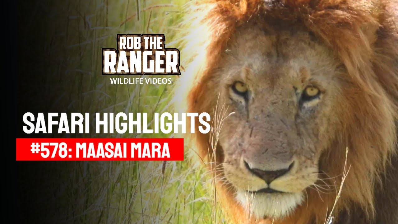 Safari Highlights #578: 27 December 2020 | Maasai Mara/Zebra Plains | Latest #Wildlife Sightings