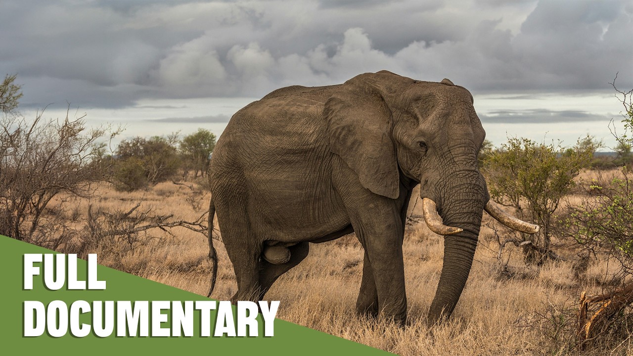 Africa's Green Kingdoms: The Majestic Herbivores' Unseen Battles