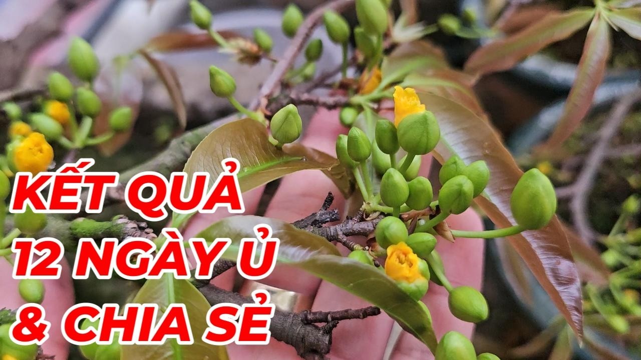 🔴 QBS25757 -  RA LÒ CHƠI TẾT ÔNG CÔNG ÔNG TÁO SAU 12 NGÀY Ủ NHIỆT |PHƯƠNG PHÁP Ủ NHIỆT MAI VÀNG 123