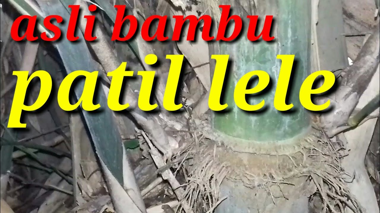 Bambu patil lele asli