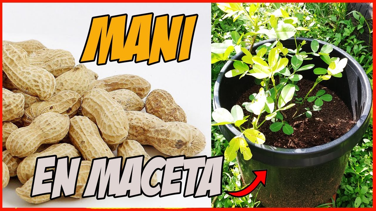 🥜COMO TENER MANÍ EN MACETA🥜