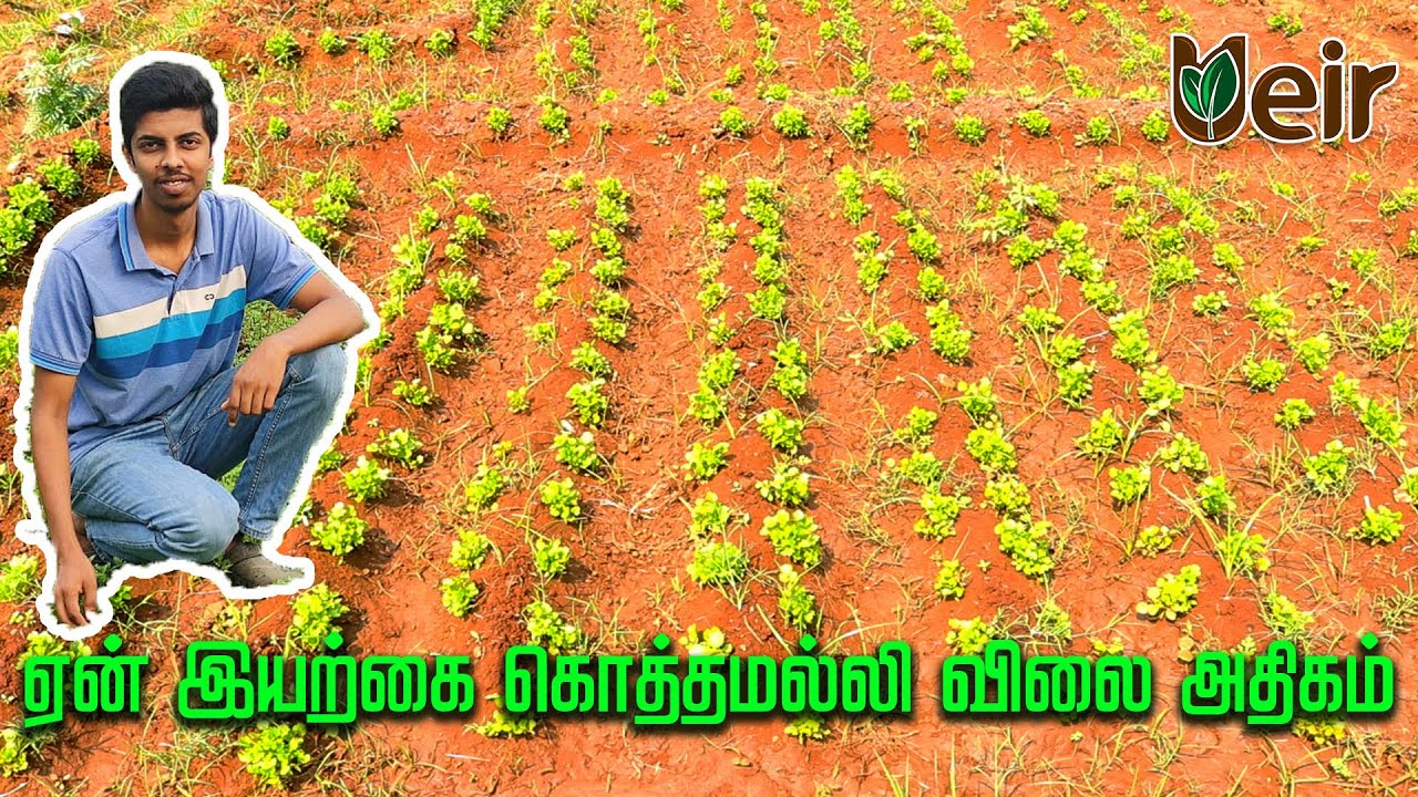 ஏன் இயற்கை கொத்தமல்லி விலை அதிகம் | Ueir Organic Foods