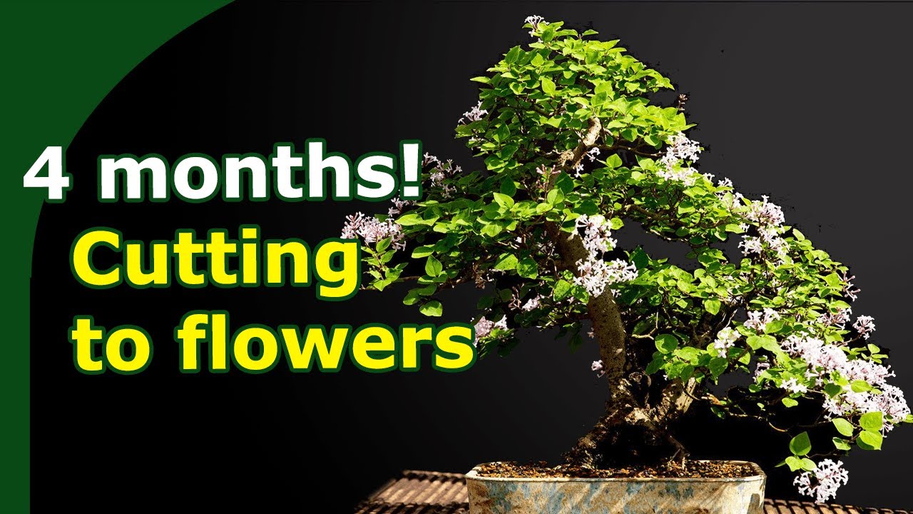 Rooting Lilac cutting! (How to expertly propagate Bonsai tree species)