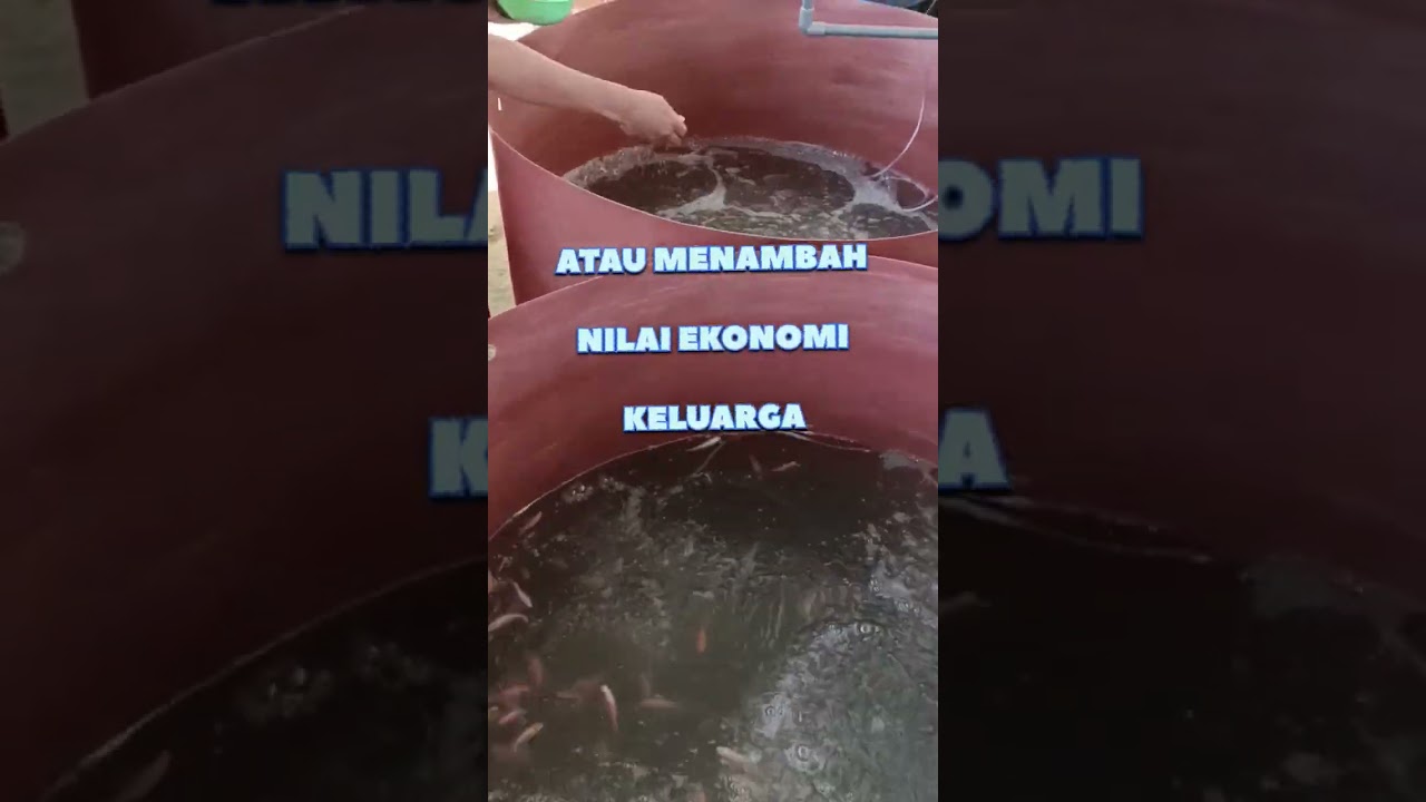 #budidaya #budidayaikan #ikan #ikannila #nila #bioflok #biofloknila #kolamikan