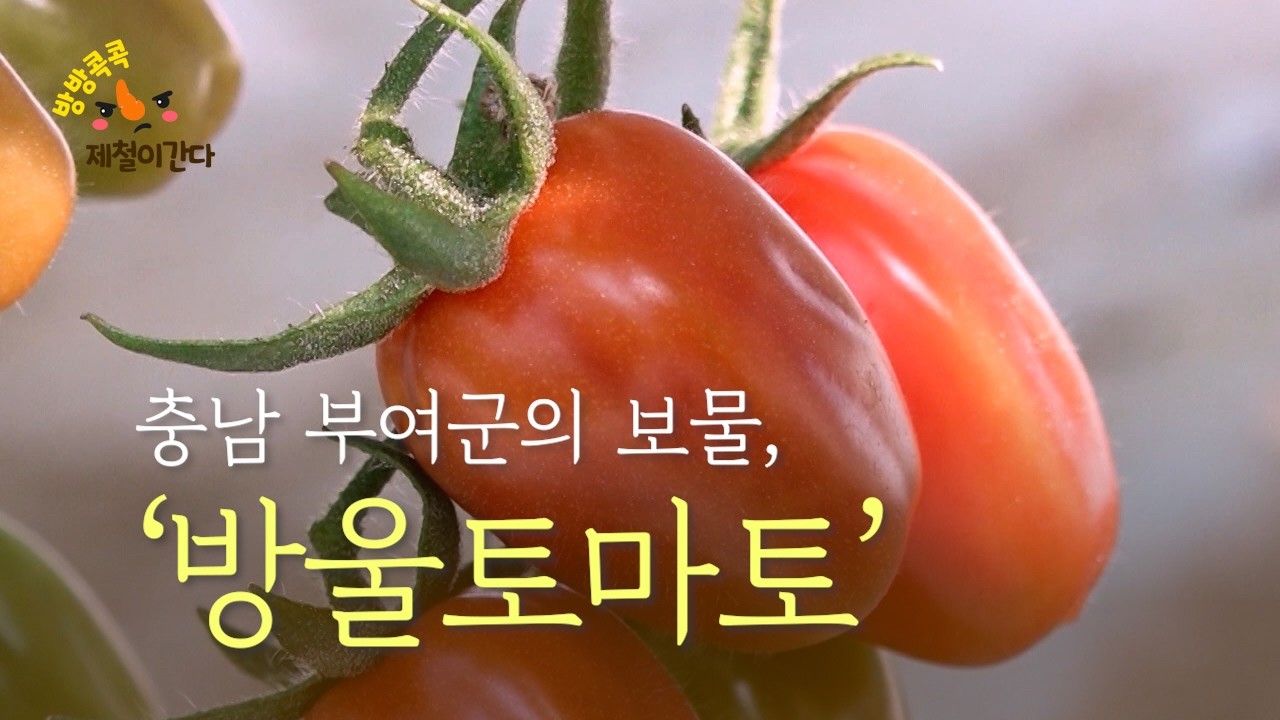 충남 부여군의 보물, ‘방울토마토’