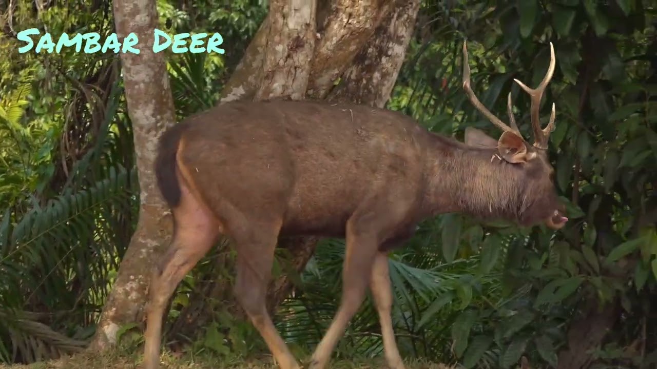 Sambar Deer - Life Lessons from the Jungle