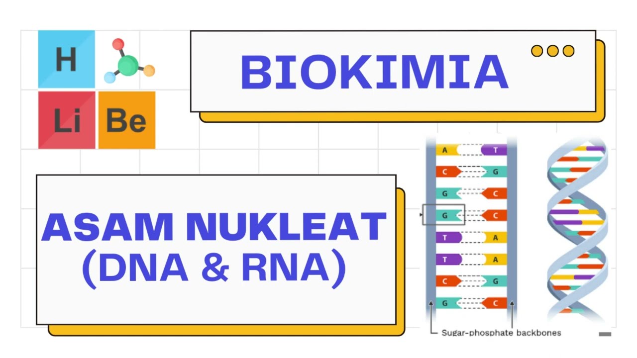 Metabolisme Asam Nukelat DNA & RNA (replikasi DNA &  ekspresi gen) | Biokimia101