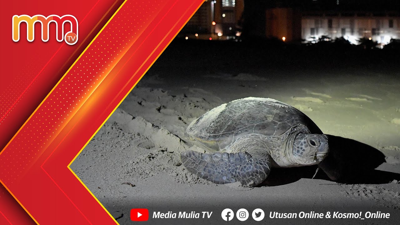 Penyu kembali bertelur di Pantai Batu Burok