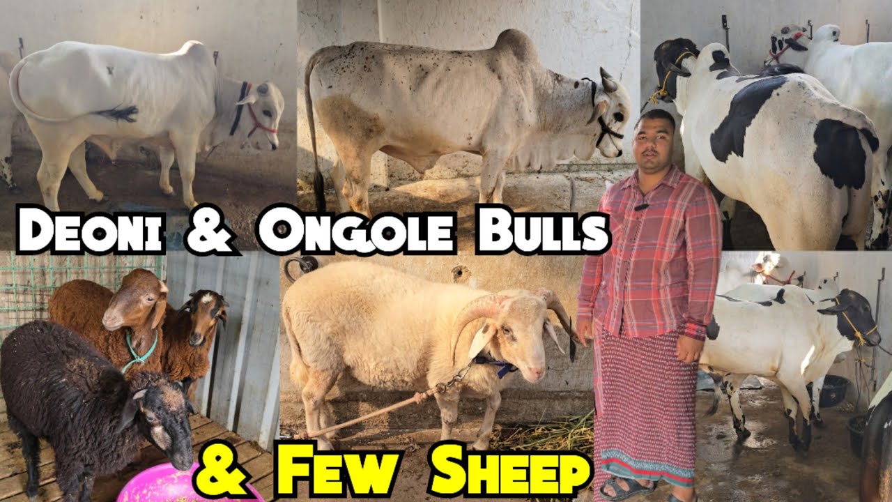 Ongole Deoni & Desi Bulls Zaheerabad Collection | Vilayati Telangana Potla Sheep Calfs | Hyderabad