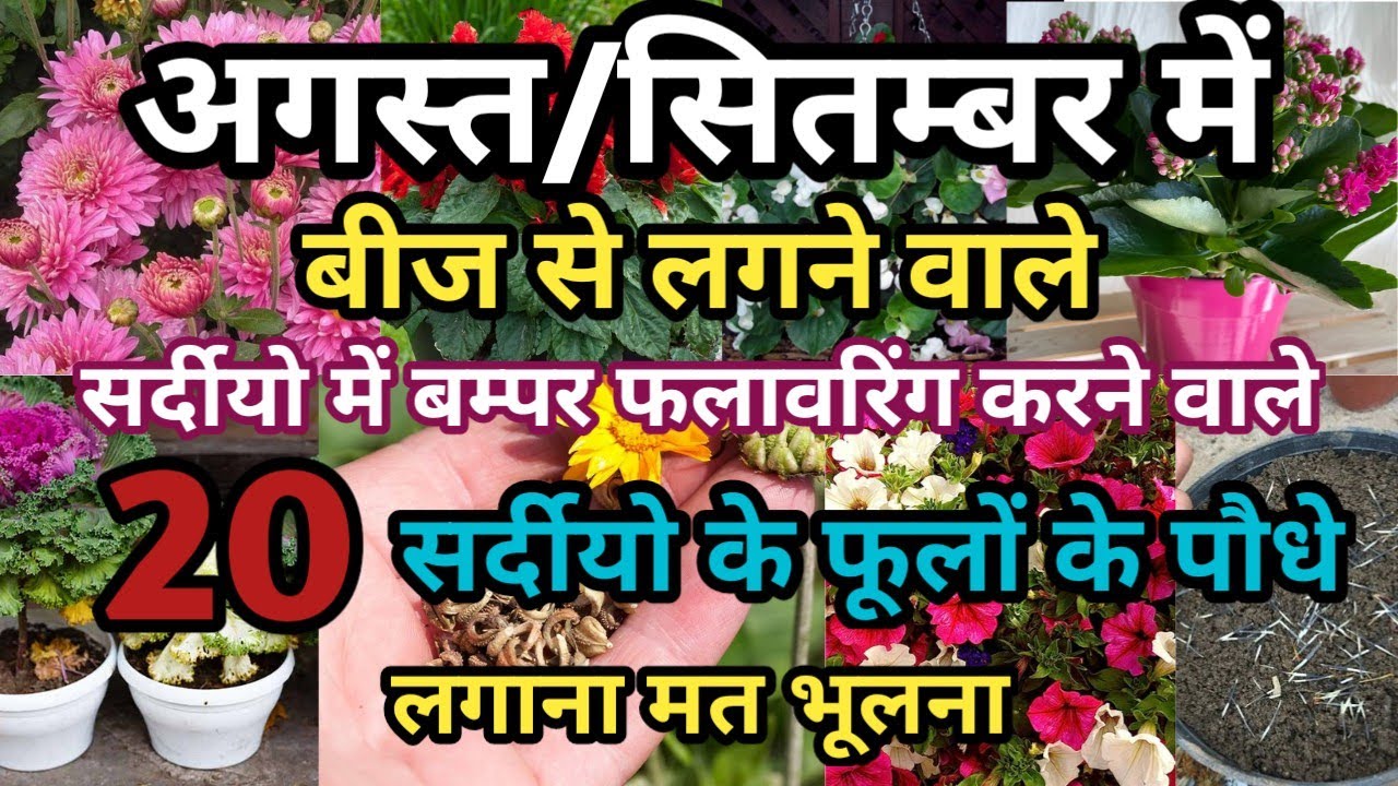 Aug/Sep में लगाए सर्दीयो में बम्पर फलावरिंग करने वाले इन 20 फूलों के बीज || 20 winter Flowers Seeds