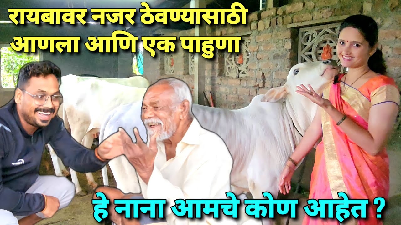 हे नाना आमचे कोण आहेत ? रायबावर नजर ठेवण्यासाठी आणला अजून एक पाहुणा 😍 | Bailgada Sharayt |