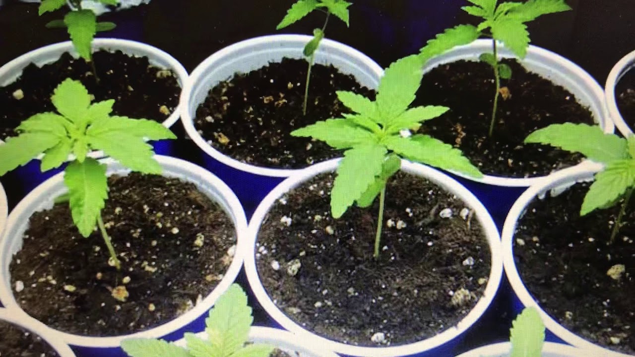 Feminized Versus Non-feminized seeds