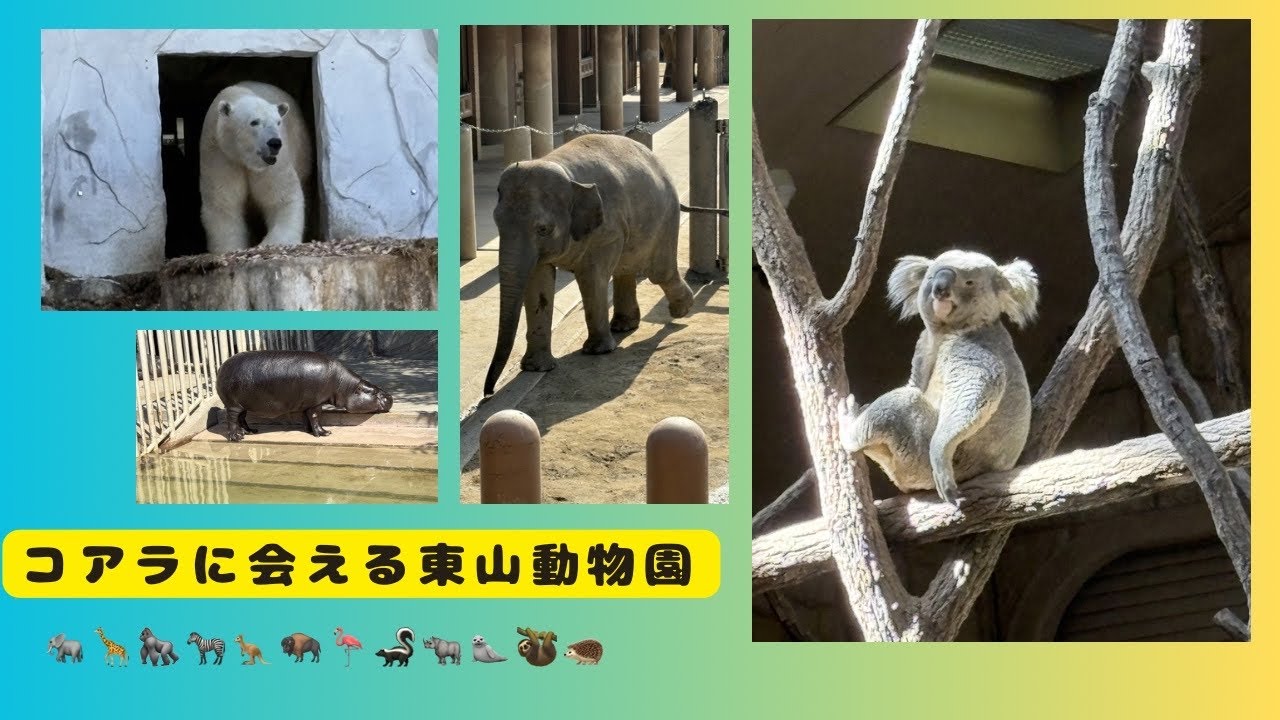 ［東山動物園］コアラ🐨やゴリラ🦍にメロメロ😍