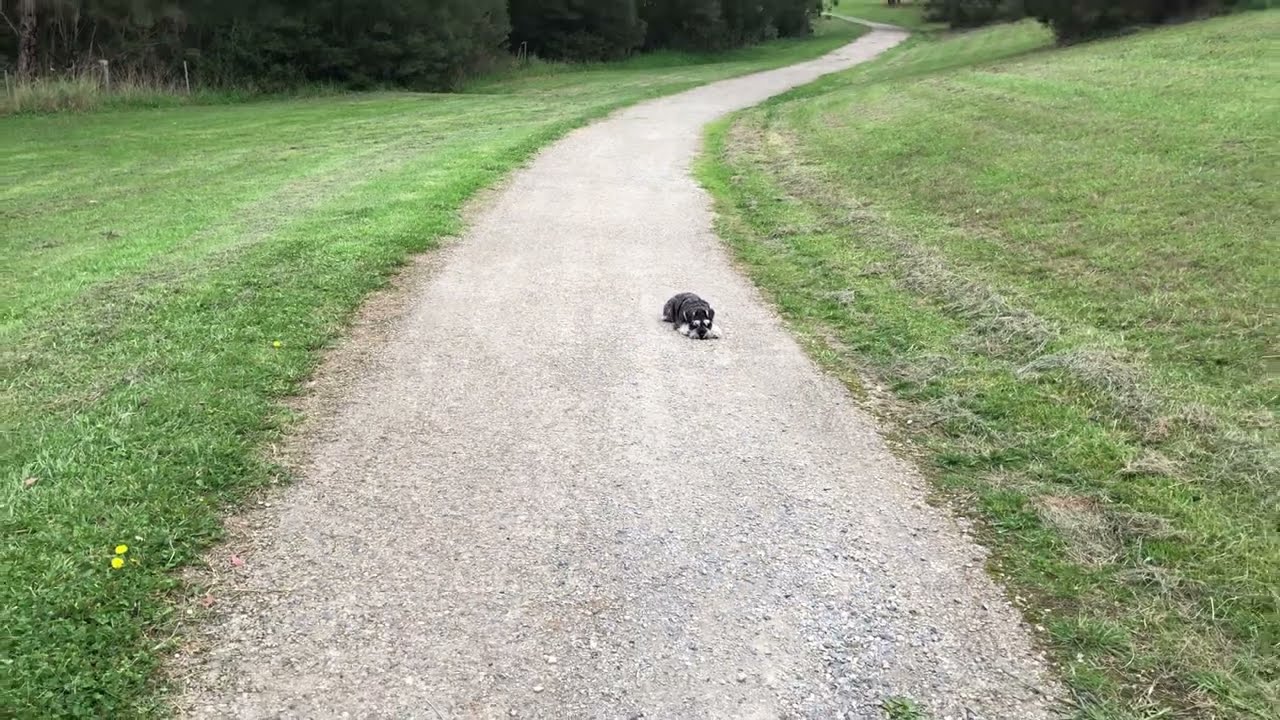 Miniature Schnauzer quick 'Place' training session