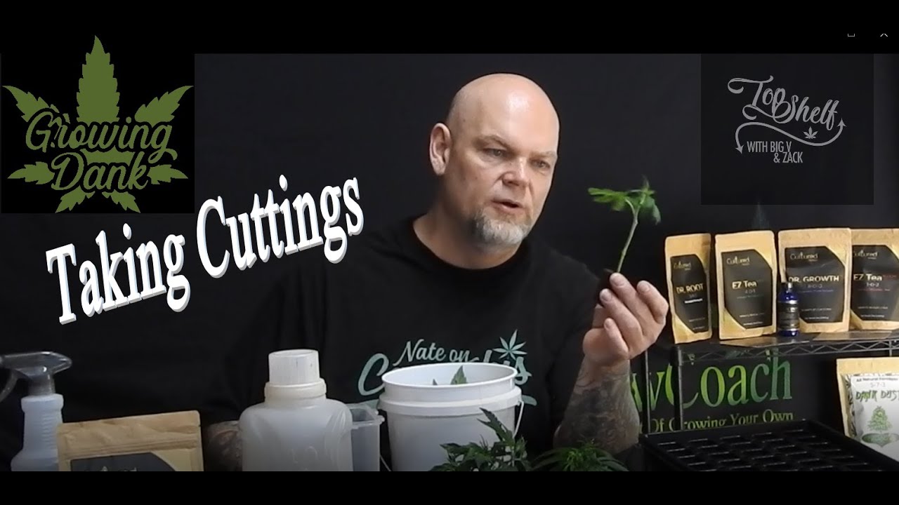Growing Dank; Cuttings