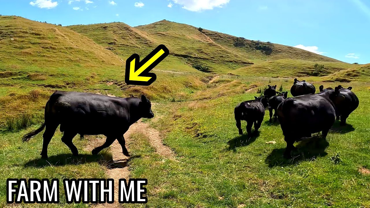 Infertility Insurance | Cutting Out Angus Bulls