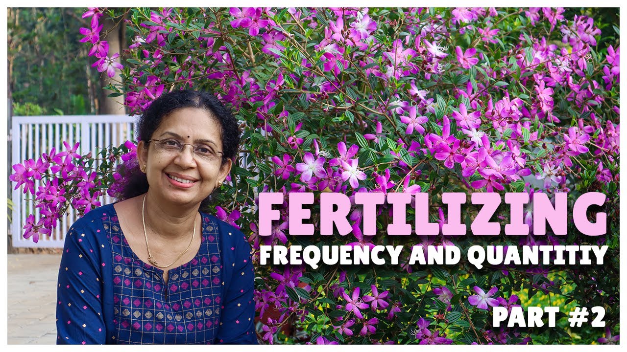 Fertilizing Frequency and Quantity | Fertilizing Tips