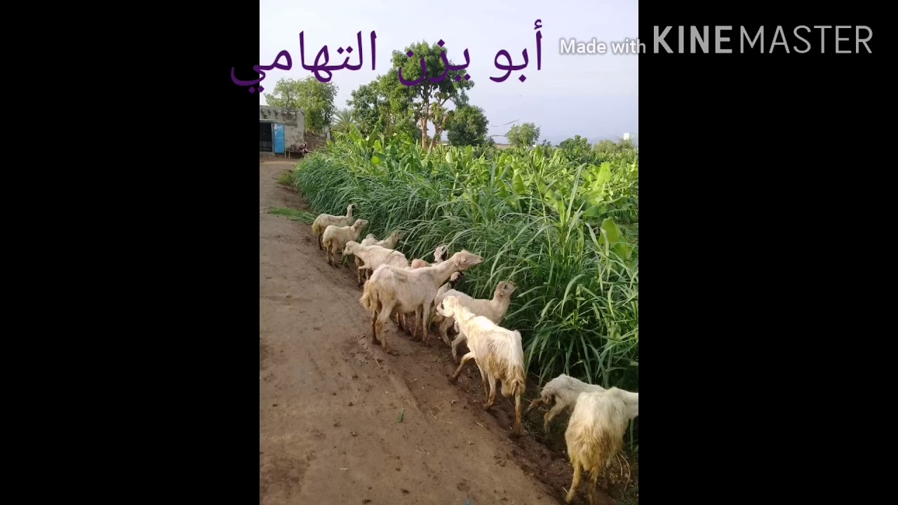 #تهامتي كلها خضره. تهامه. الاشتراك في القناة. بعض الصور#محافظه الحديده @2020ميلادي#