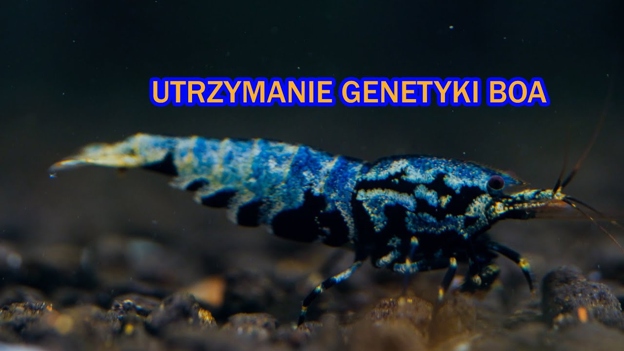 Krewetki akwariowe - Odłów BOA i utrzymanie genetyki