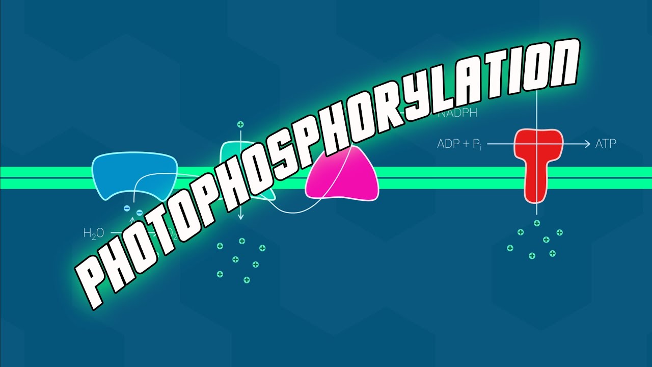 Photophosphorylation - Biol 112 at UBC