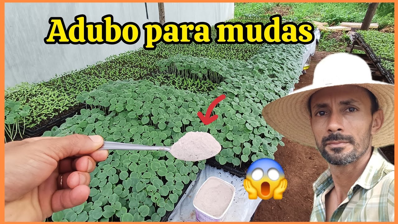 Como adubar mudas nas bandeijas,NPK nitrogênio, fósforo e potacio #Hortaliças