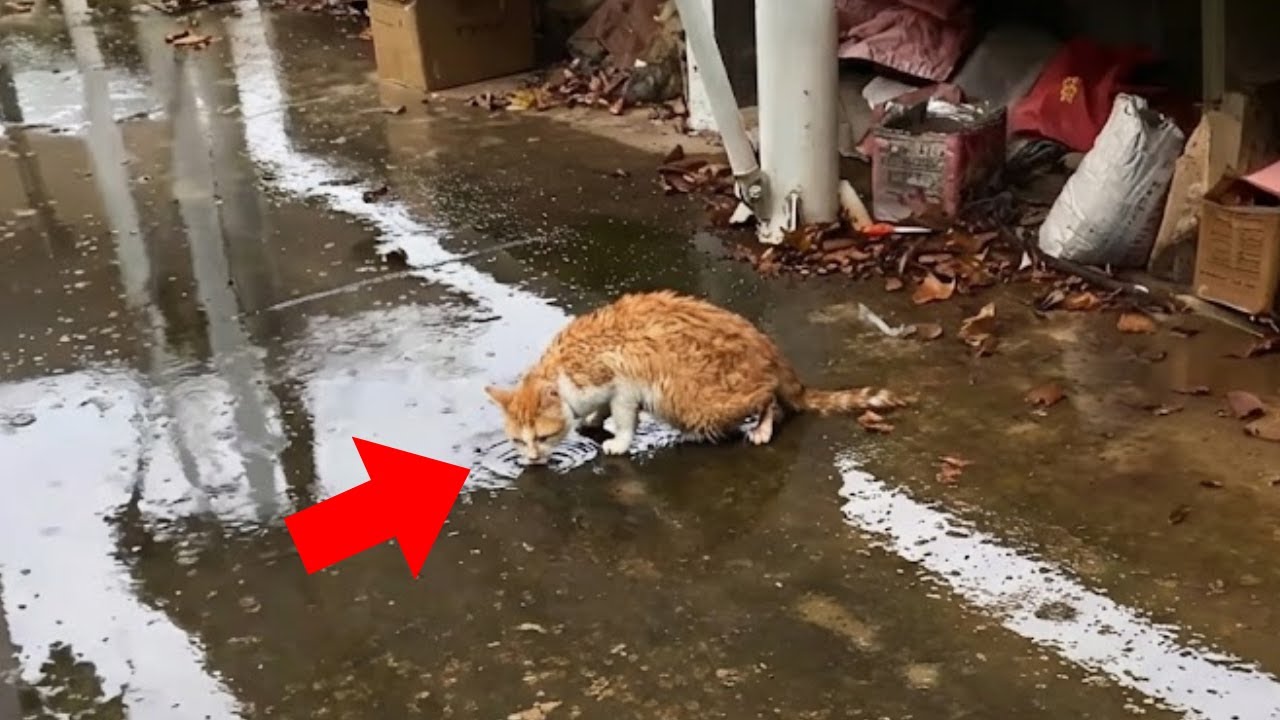 【保護猫】雨の中、泥水をすするしかなかった猫。パンパンに膨らんだお腹の正体を知り、涙が止まらない…【感動する話】