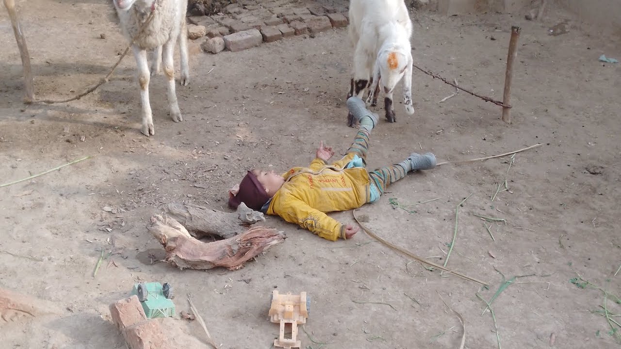 Beautiful village life view and cute baby work  #villaglife 🏘️🐇🐑🐑🐑