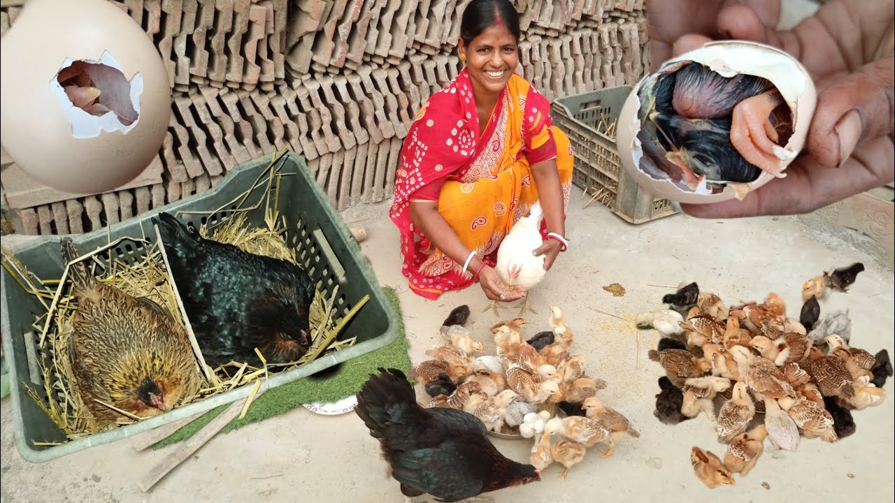 ঘরোয়া ভাবে দেশি মুরগি তায়ে বসিয়ে বাচ্ছা তোলার সম্পুর্ন পদ্ধতি। Home made incubator। Baby chicks।
