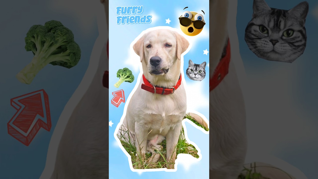 10 Things I Bought My DOGS |