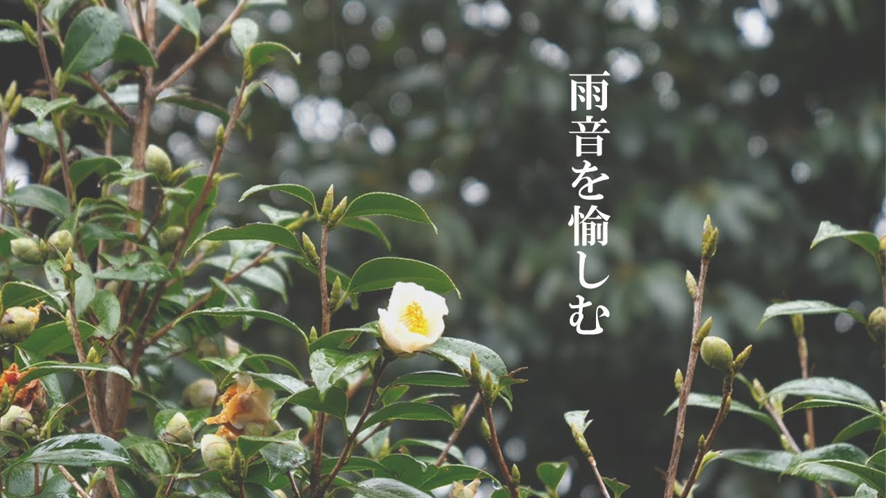 【暮らしと家事】きさらぎと雨音。雨の散歩道/道具を整える/古民家