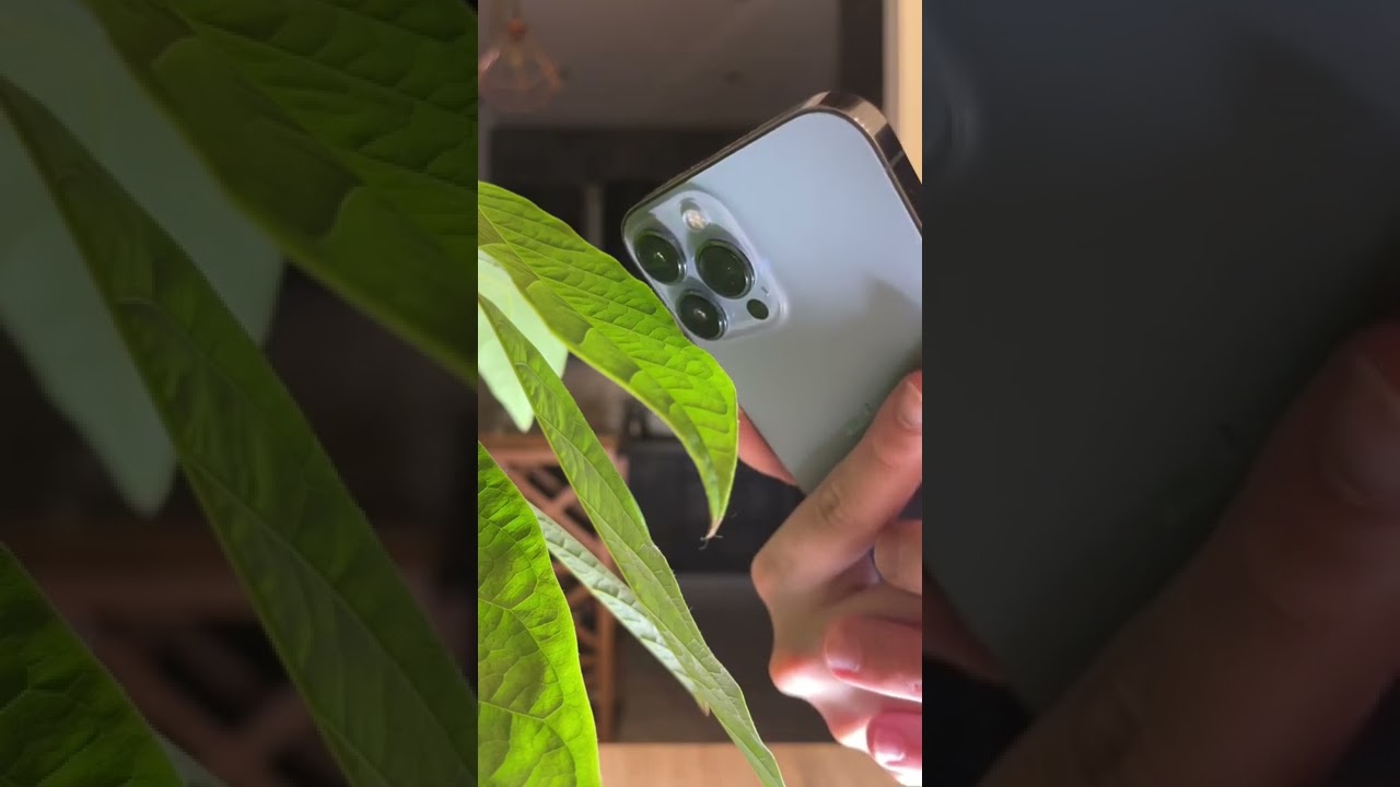 Как снимать макро на IPhone