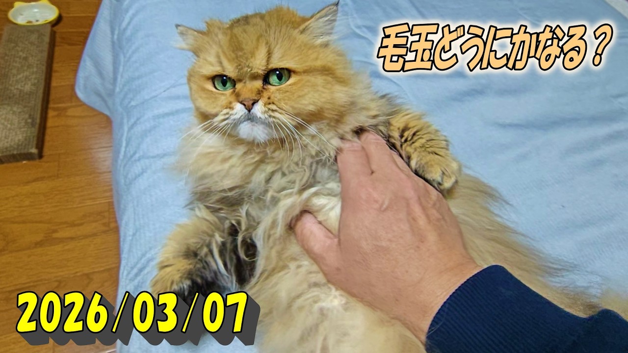 休日土曜日の朝にいつもと違ってお腹を見せてくるひとみ　Persian cat Hitomi's relaxing days　2026/03/07