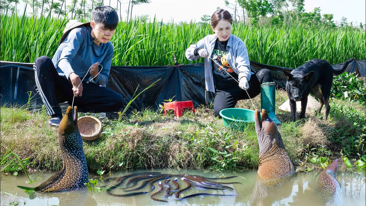 Unbelievable Eel Fishing Techniques With Survival Skills With Smart Dog - Lý Thị Hoa
