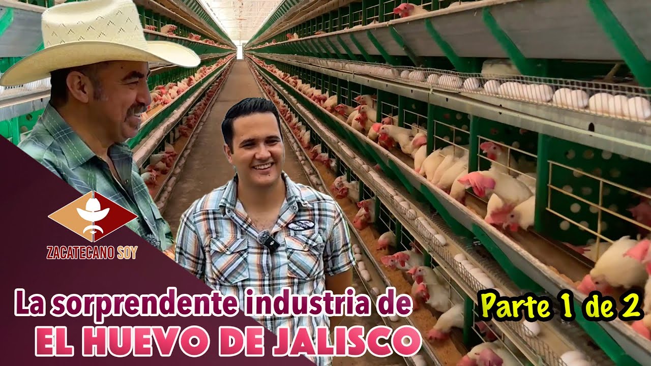 Así son las GALLINAS SÚPER PONEDORAS