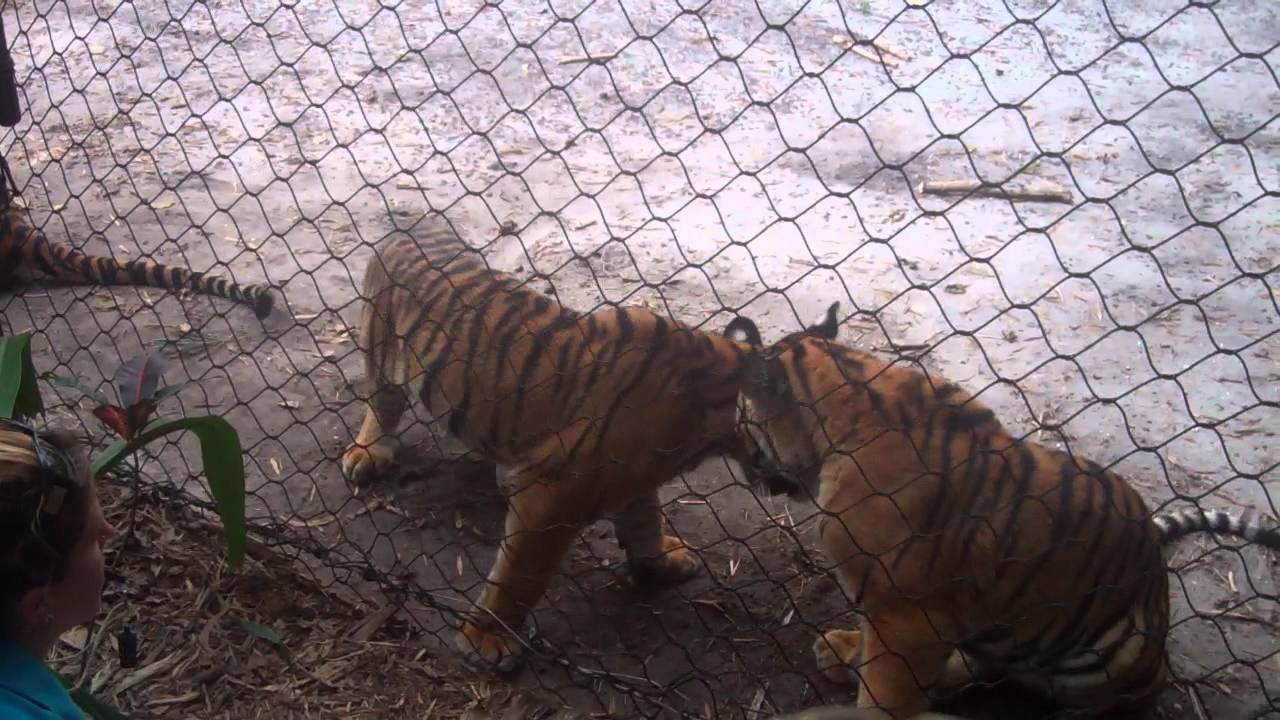 Malayan Tiger Cub Training Session & Keeper Talk at the Palm Beach Zoo