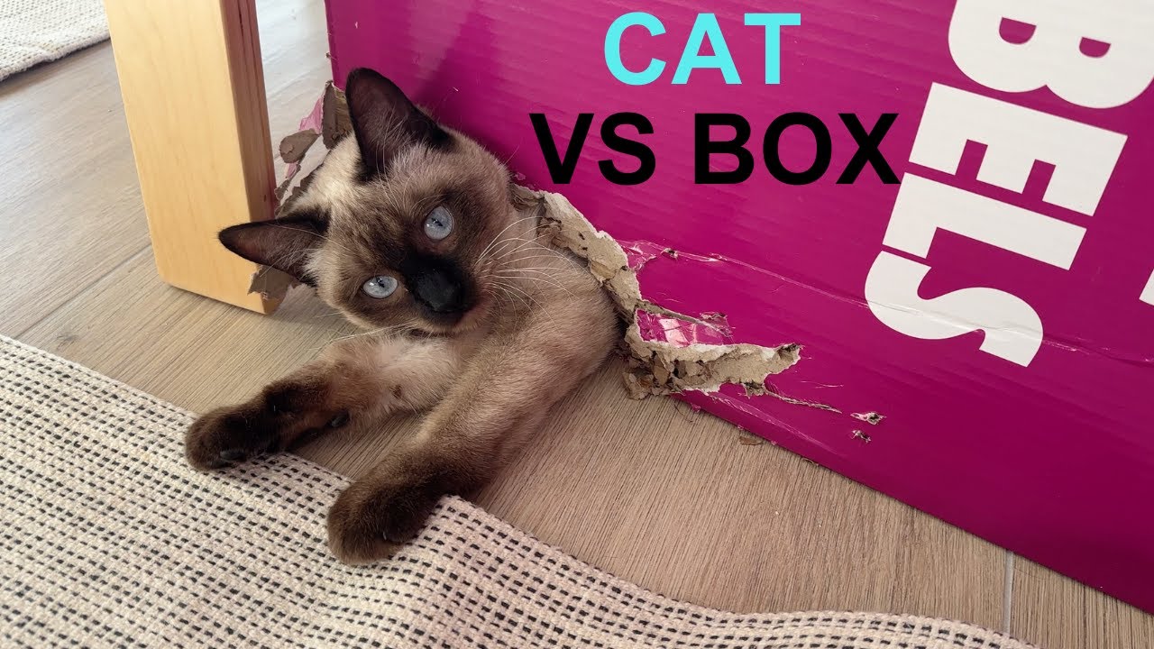 Cat VS Box | Funny Cat Video