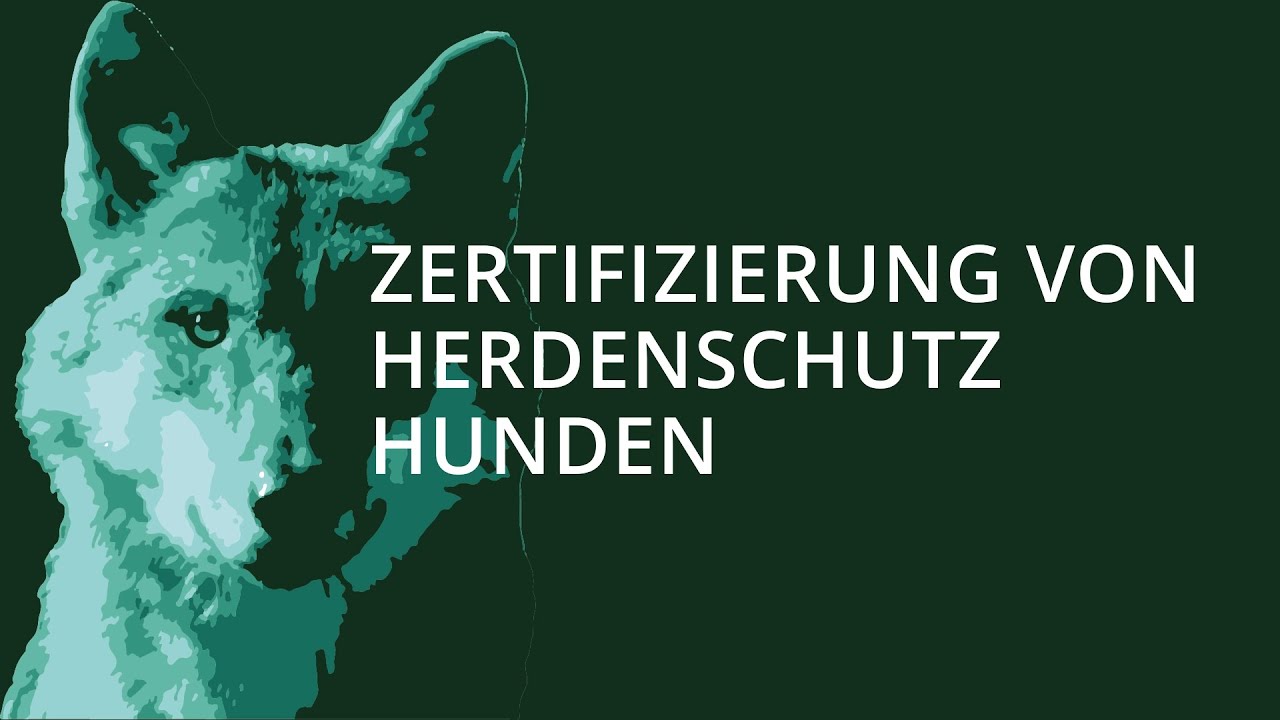 Zertifizierung von Herdenschutzhunden
