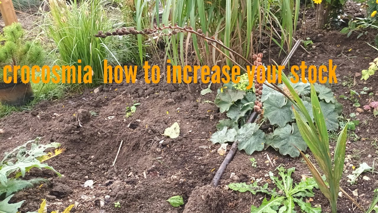 How to divide crocosmia