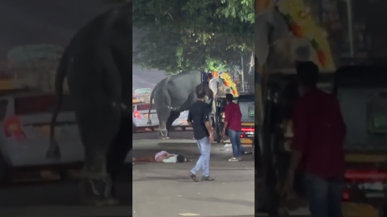 Koottanad Nercha Elephant 🤦&zwj;♀️
