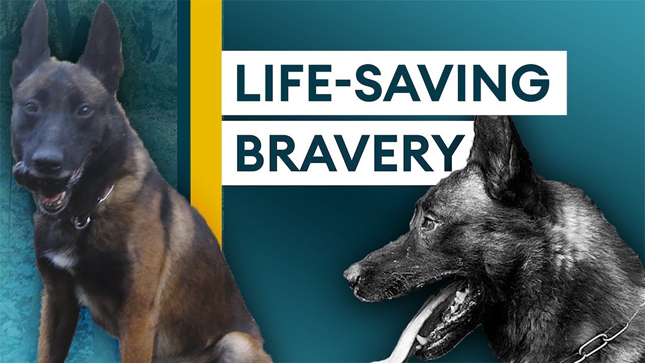 🎖️🐶 French Navy Commando Dog Gets PDSA DICKIN MEDAL 🐶🎖️