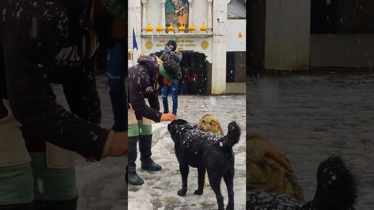 Snowfall in Kasol, Manikaran Himachal ❄️⛄️#shorts #snowfall #snowing #kasolsnowfall