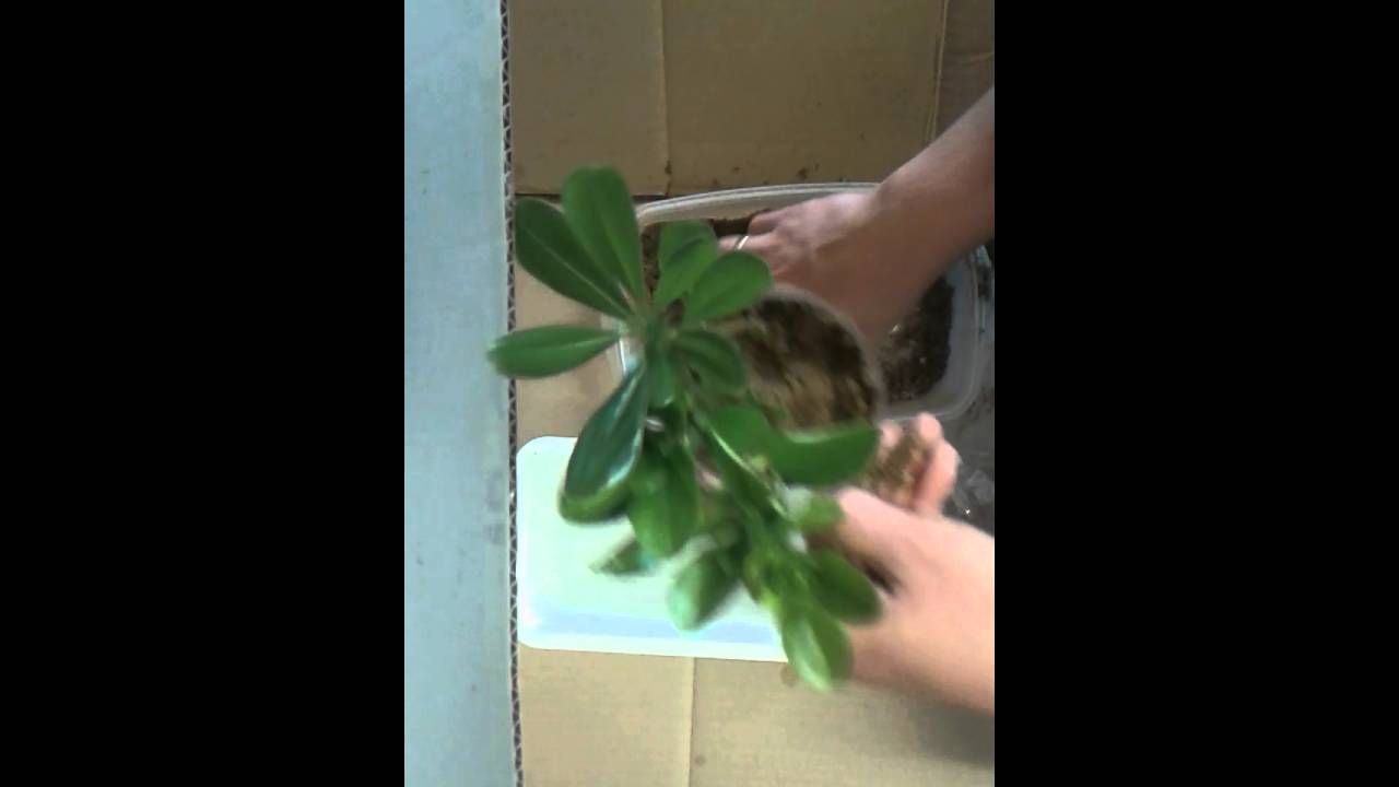 Reproducir Bonatero y Pitosporum, fácil y economicamente