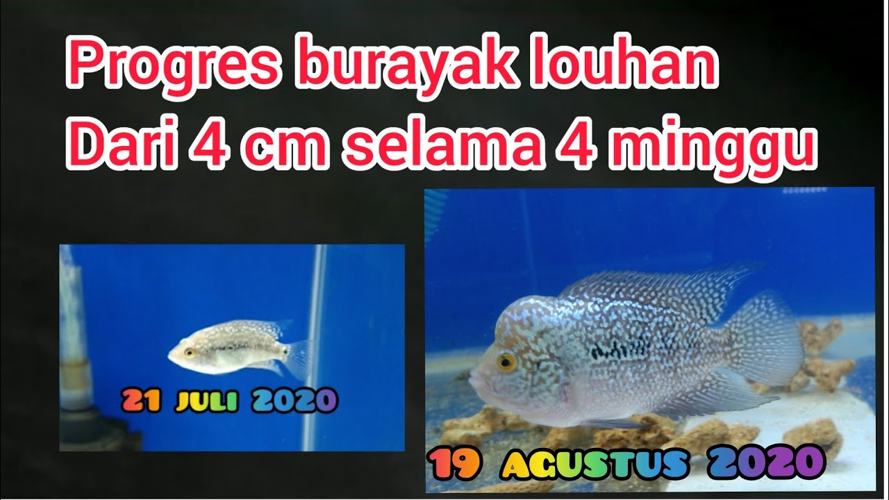 Tutorial Progres burayak louhan dari 4 cm selama 4 minggu #Tutorial #Louhan #Cencu